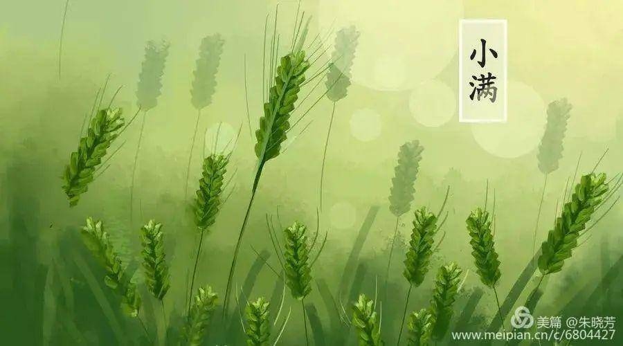 节气小满插图