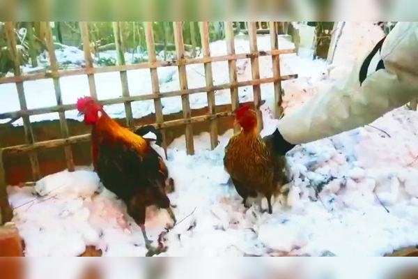 金鸡独立打一生肖，答案众说纷纭，或为鸡、蛇、猴。插图