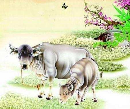 脚踏实地最佳生肖，牛。插图