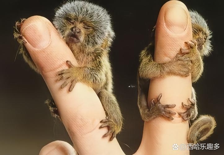 见异思迁指猴插图