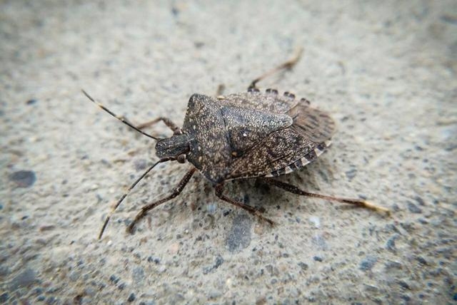 建议,梦见满身虫子,寓意困扰与压力重重叠叠!插图 建议,梦见满身虫子,寓意困扰与压力重重叠叠!插图