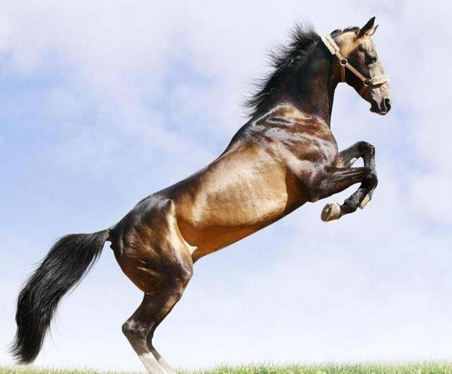 金戈铁马打一生肖，最佳答案竟是马，生肖马的勇气、力量与速度之象征插图