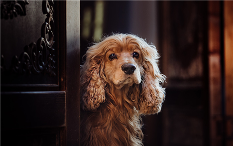 家庭属相搭配指南，揭秘牛、羊与狗不宜同时出现的奥秘插图
