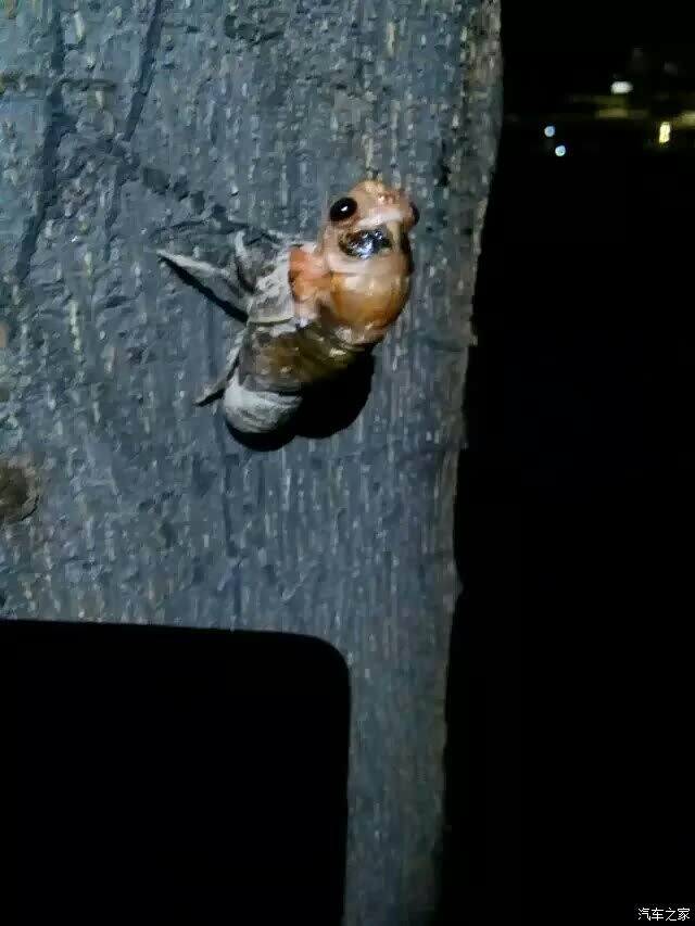 金蝉脱壳生肖解析插图