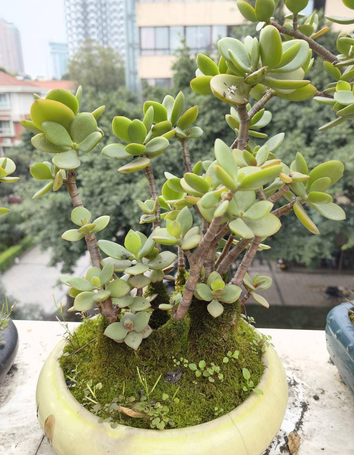 家里再穷也要养的三种吉祥花插图