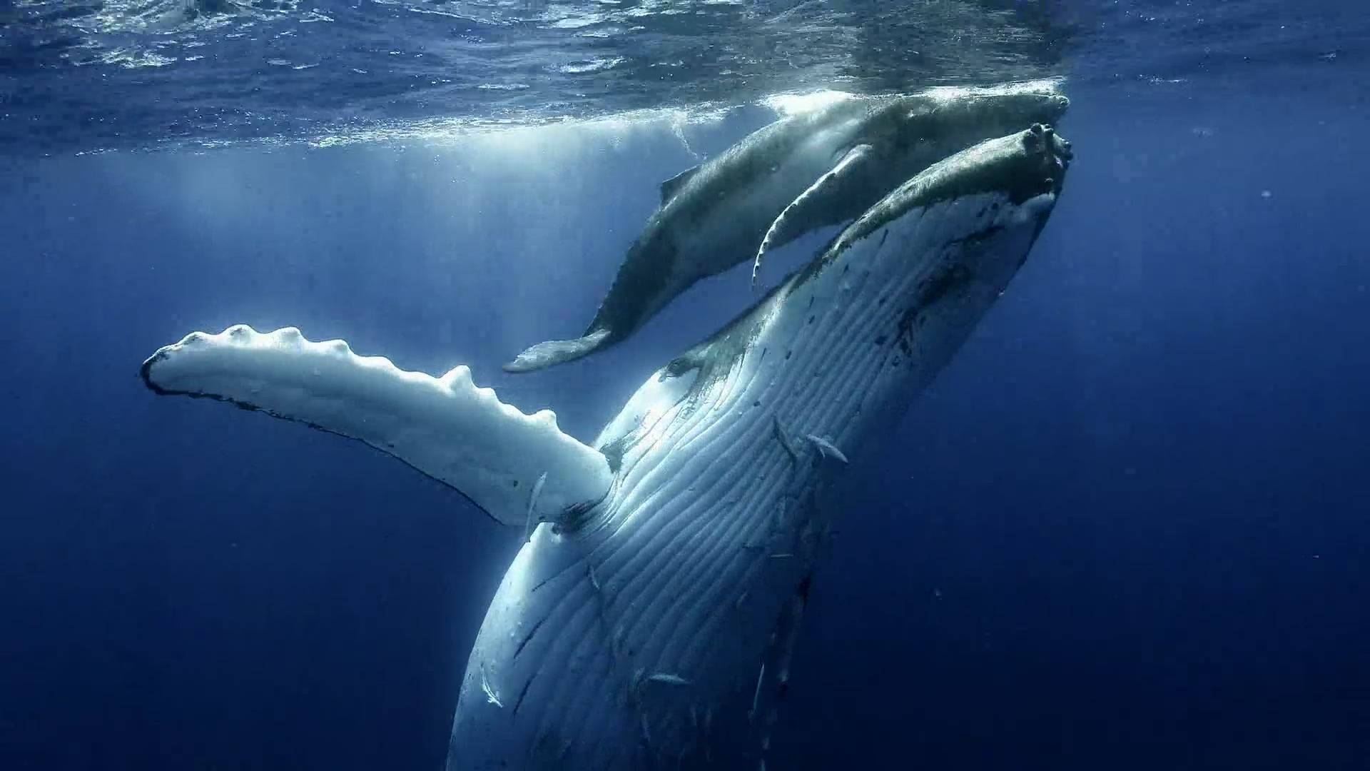 空间昵称精选，蓝鲸忘了海 风中的红叶等唯美名字插图