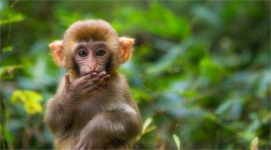 落草为寇指的是生肖猴，与虎也有关联。插图