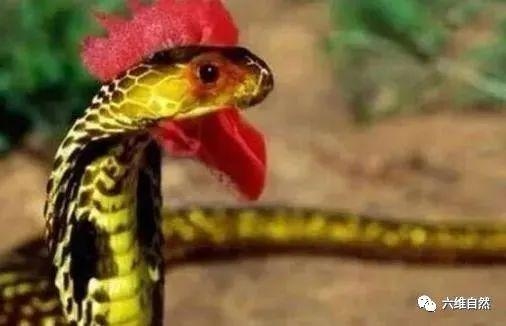 落花流水暗示的生肖之谜，龙、蛇还是鸡？插图