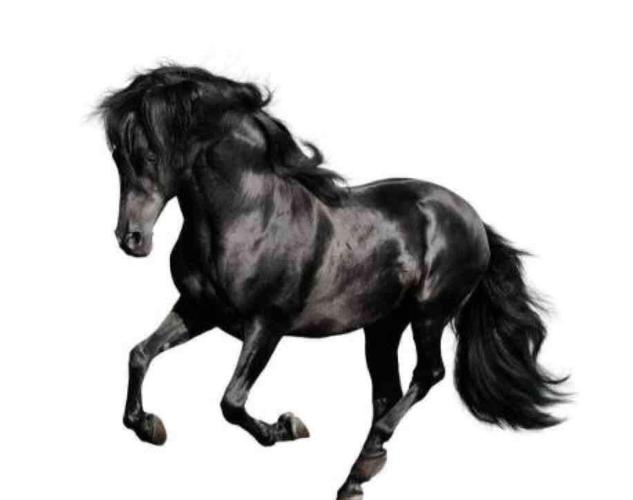 龙腾虎跃指的是生肖马。插图