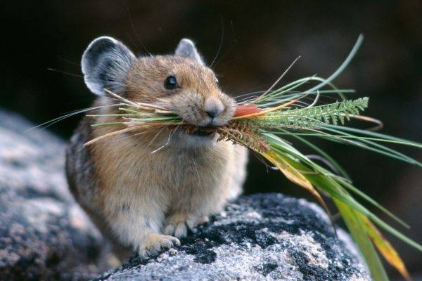 龙宝宝忌鼠兔牛父母属相，与蛇猴生肖关系紧张插图