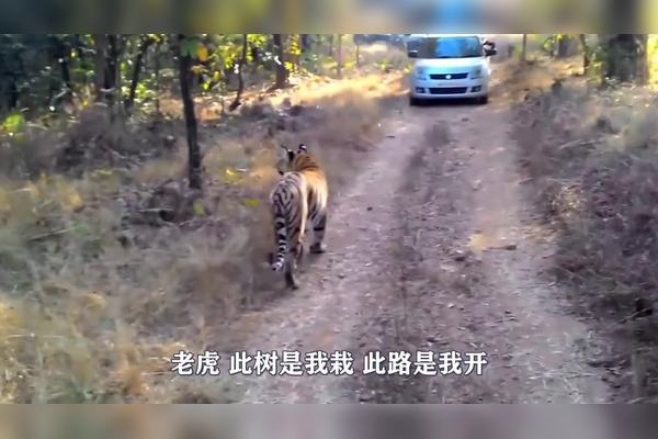 理直气壮的动物是什么生肖？答案聚焦在虎和牛。，属虎的自信与决断力，以及生肖牛的坚韧不拔精神均符合理直气壮特质。插图