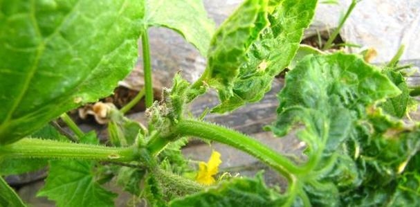 梦到黄瓜，健康与繁荣的预兆。插图