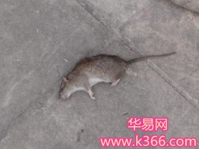 梦到老鼠，人际关系紧张与财运预警的周公解梦解析插图