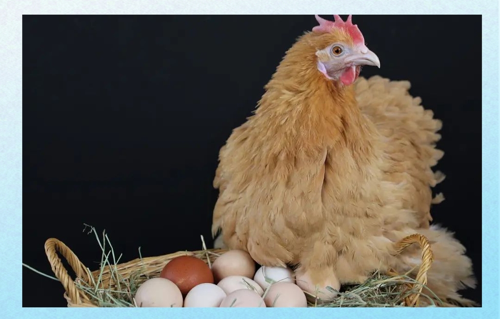 梦到鸡下蛋的寓意与预示插图