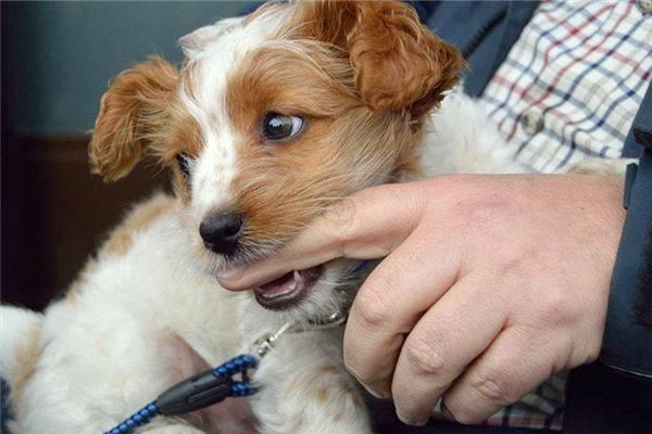 梦到狗咬手指的寓意插图