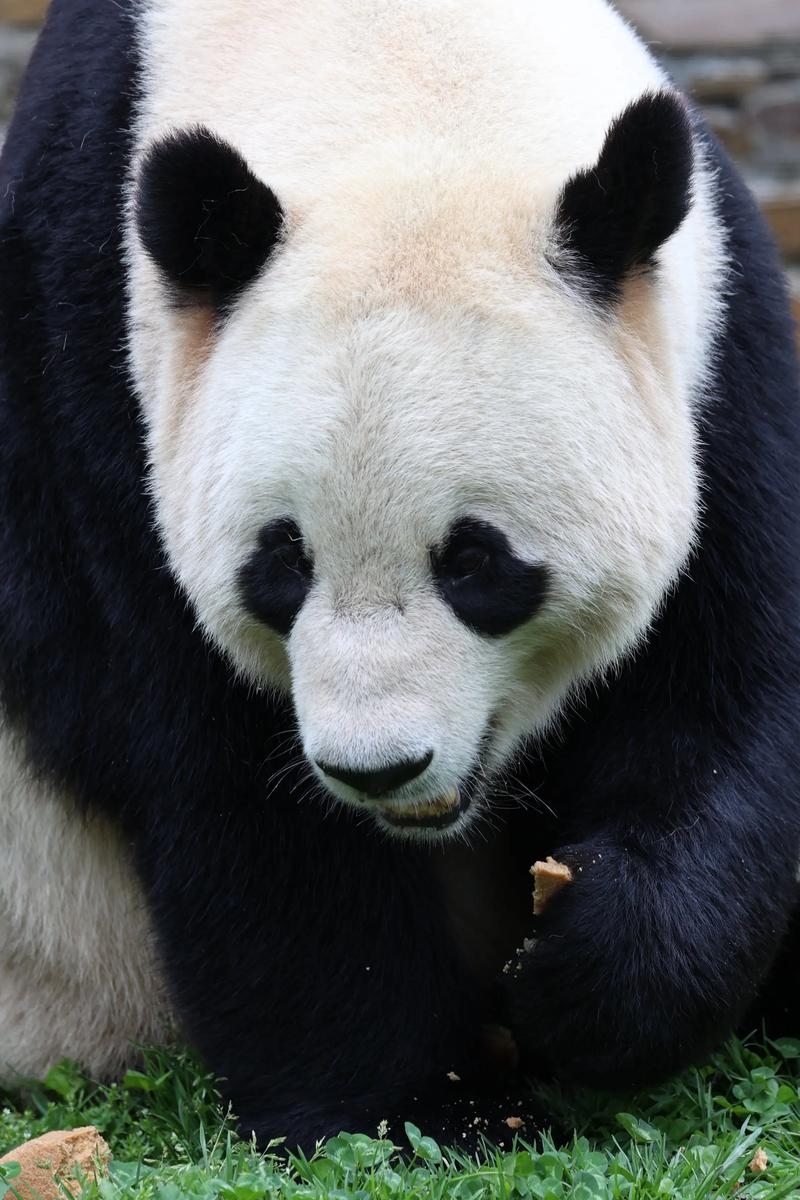 美国大熊猫美香产仔奇迹诞生，Netflix与Hulu等流媒体平台观看指南插图