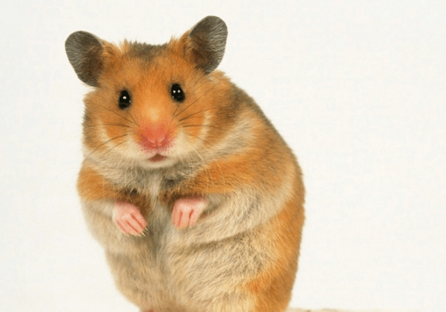 目光如豆打一生肖，答案是鼠。插图