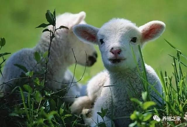 面黄肌瘦与生肖猴、羊有关，牛也常被提及。插图