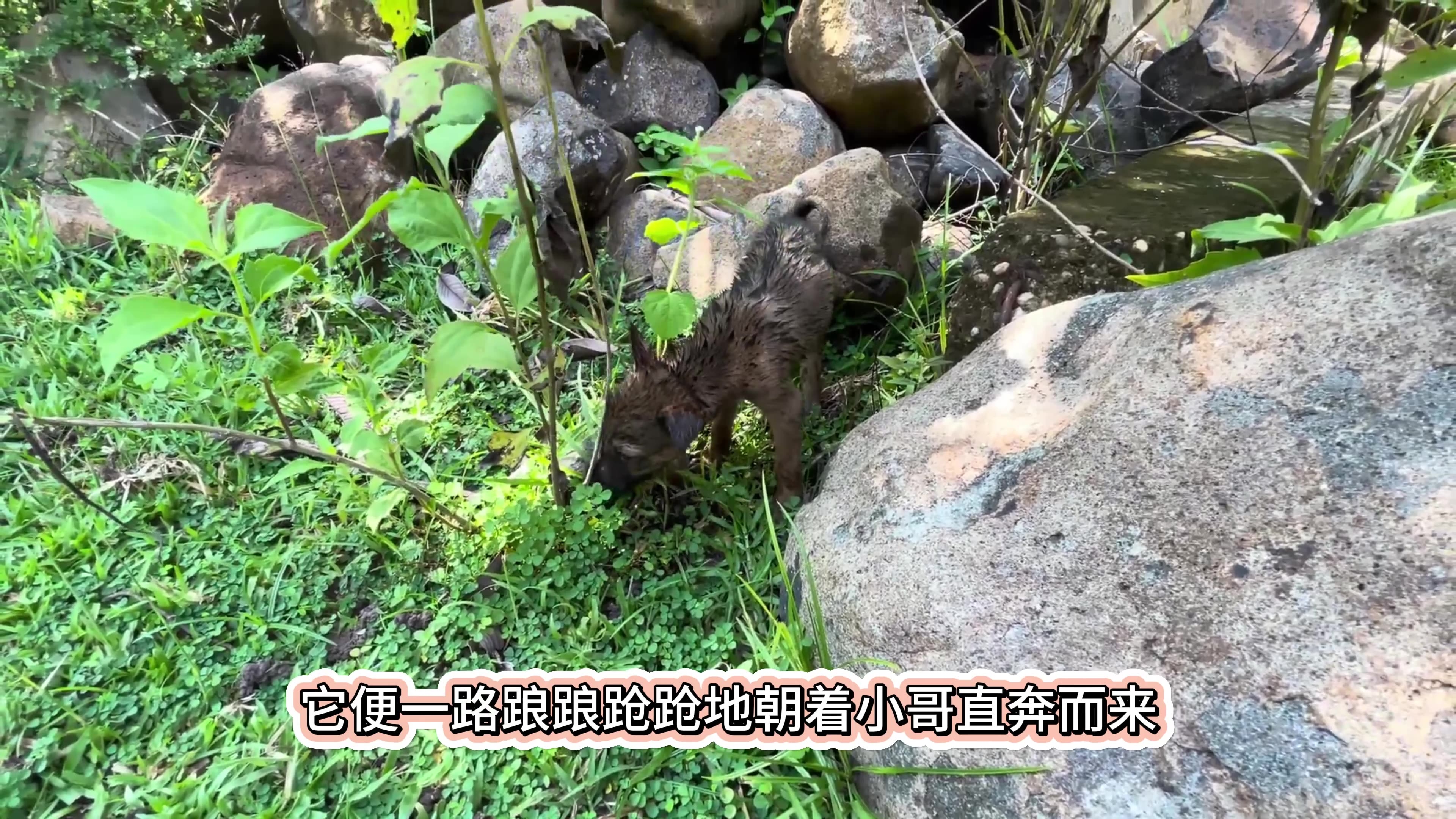 梦见被大雨淋湿的意义与解析插图