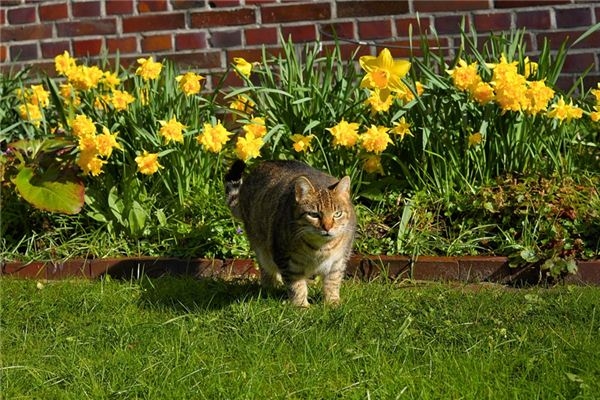 梦见大黄猫解析插图