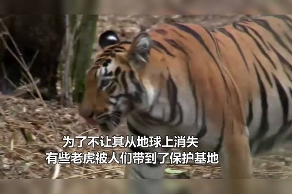 梦见打死老虎，事业挑战与成功预兆。，直接概括了文章中关于梦见打死老虎的主要内容，即预示着梦者在工作和生活中会遇到挑战和困难，但最终能够勇敢面对并取得成功。插图