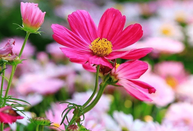 梦见各种花的象征意义与预示，积极转变，生命力与创造力的体现。插图
