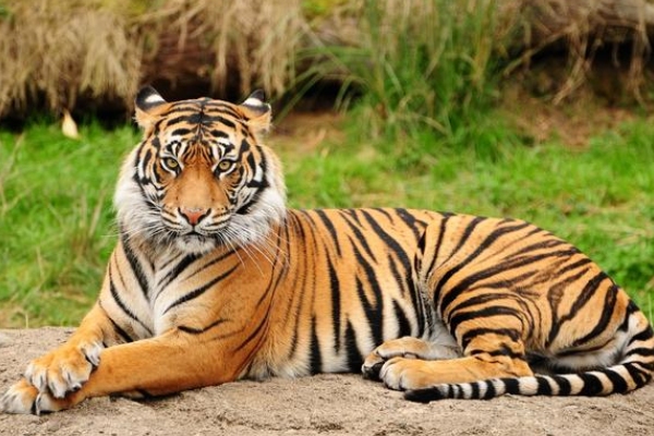 梦见老虎追逃，压力与挑战的象征插图