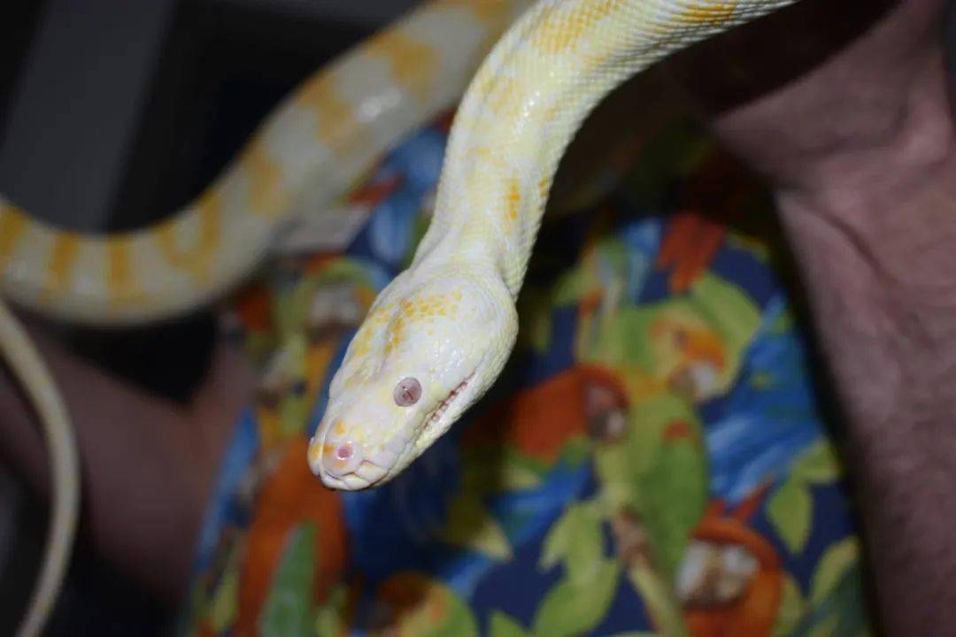 梦见两条大蟒蛇，预示生活将经历显著变化，暗示近期爱情和事业可能有好运。吉凶指数高，宜放松自己、勇于承认错误。插图