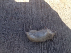 梦见老鼠的象征意义及周公解梦解读插图