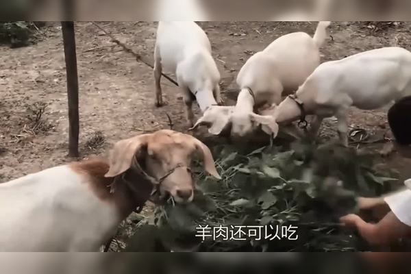 梦见女儿变成羊的吉凶预测插图