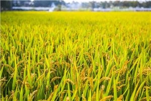 梦见牛粪是好运的预兆插图