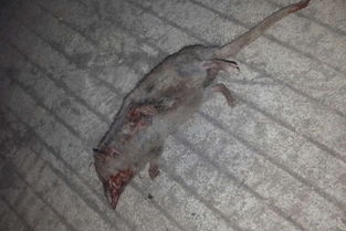 梦见死老鼠，吉祥之兆，预示好运将至。插图