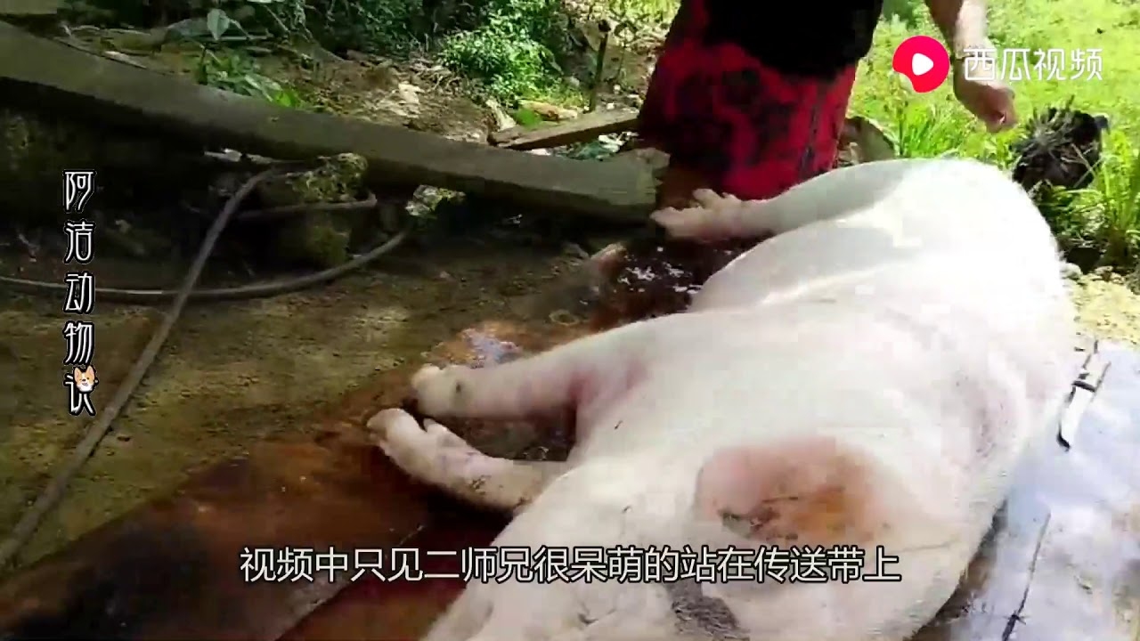 梦见杀猪见血，吉兆与挑战的象征插图