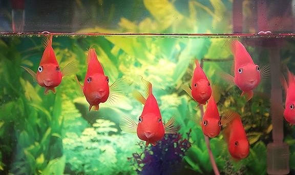 梦境杀鱼预示好运与美满生活插图