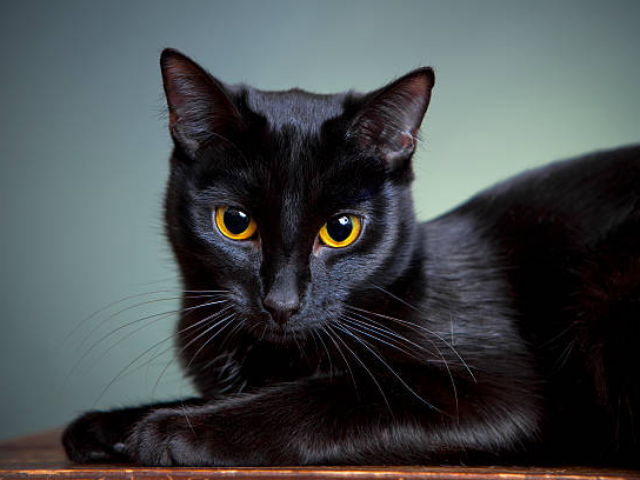 梦见猫好运财富象征插图