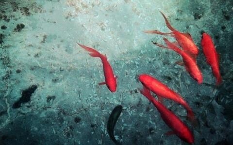 梦见鱼群征兆插图