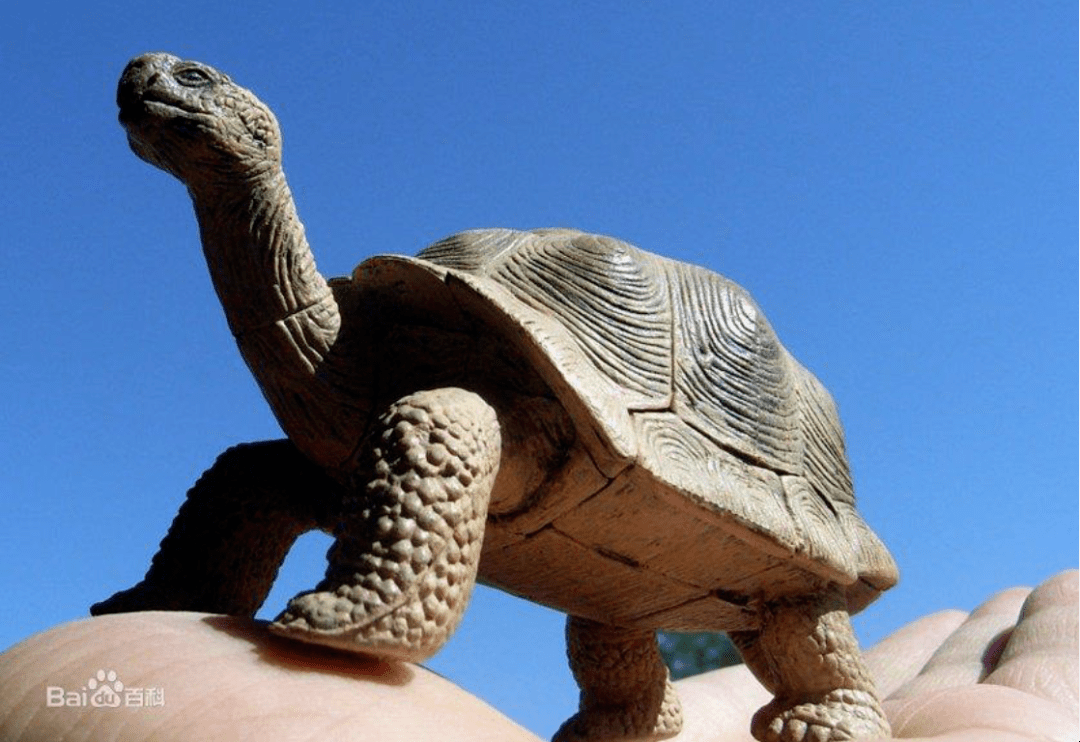 梦见乌龟，福禄与好运的象征插图