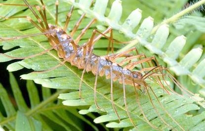 梦见蚰蜒预示社交运势插图