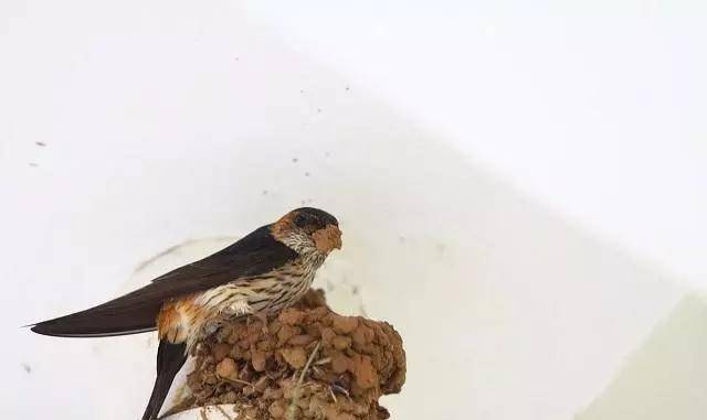 梦见燕子筑巢寓意解析，家庭和谐与好运的象征插图