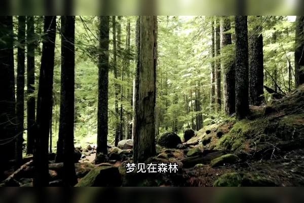梦见自己爬山，预示积极变化与好运。插图