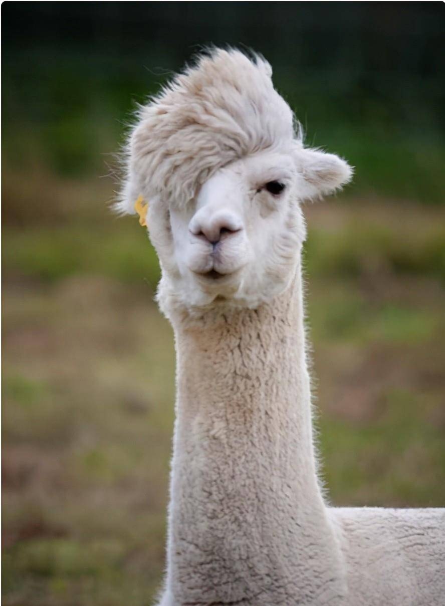 毛毛细雨与生肖，从形象、性格解读，答案或是羊插图