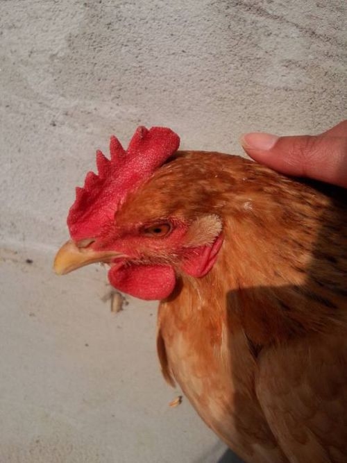 美如冠玉指鸡插图