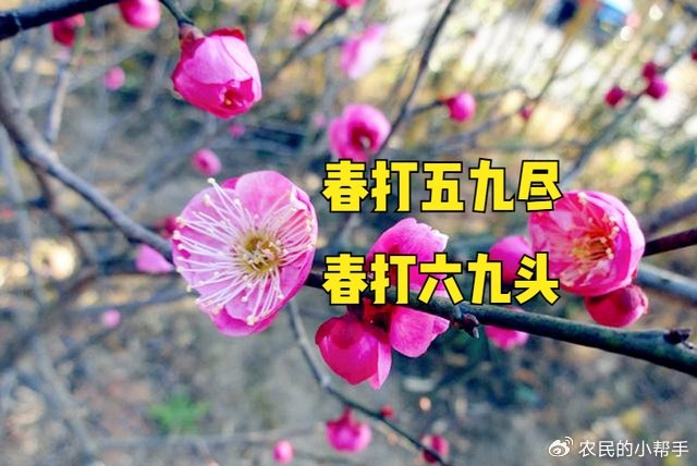 明天立春准确时间，2月4日16点26分53秒，标志着春季开始。周日农历腊月廿五。插图