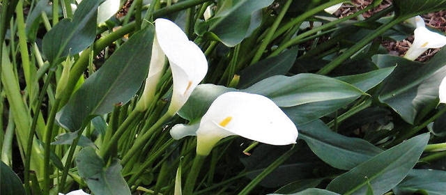 马蹄莲的花语及寓意,马蹄莲花语的奥秘,从永结同心到纯洁友谊的多种解读插图 马蹄莲的花语及寓意,马蹄莲花语的奥秘,从永结同心到纯洁友谊的多种解读插图