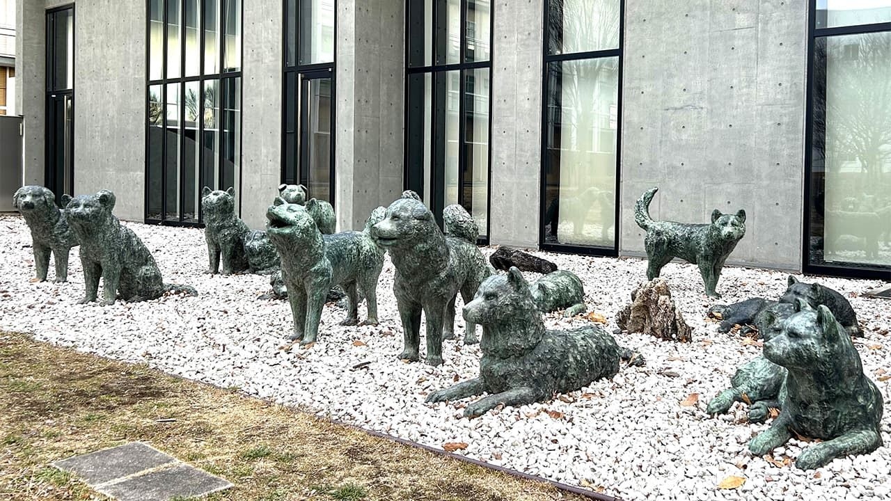 明知故犯的生肖之谜。插图