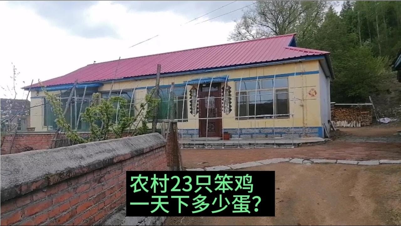 农夫家中出千金生肖鸡插图