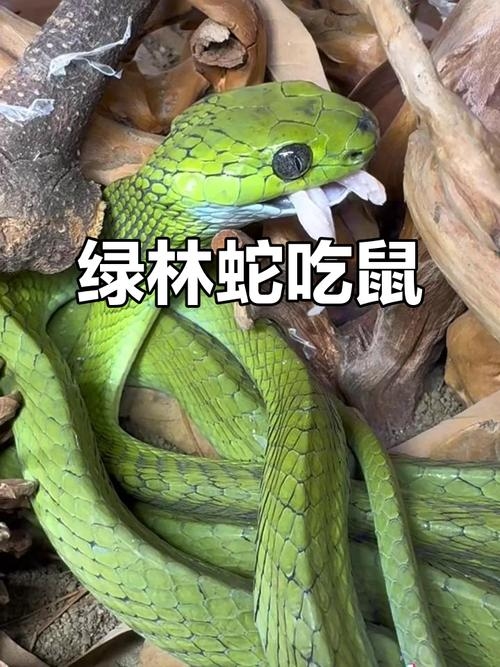 农家后院绿树蛇生肖。插图