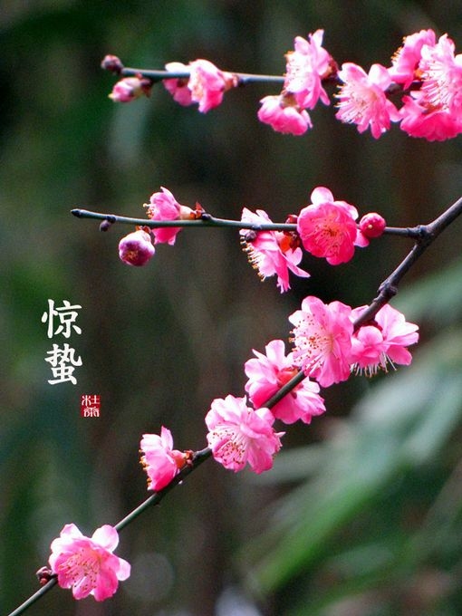 年节假日日历表 立春节气，2月4日、农历正月十四 惊蛰节气，3月6日、农历二月十五 小雪节令，11月22日 大寒时间，冬至日期，2023年12月22日插图