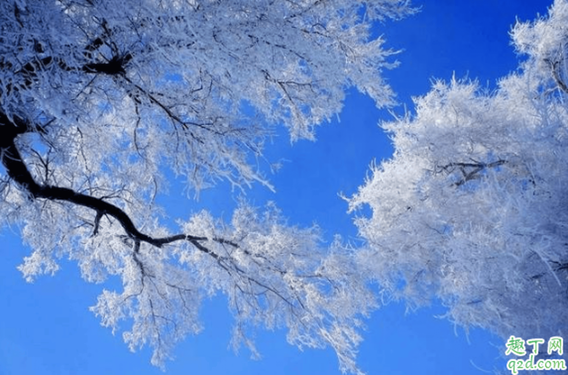 年数九时间表插图