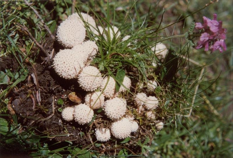 牛溲马勃,生肖低语插图 牛溲马勃,生肖低语插图
